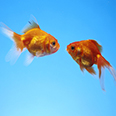 魚ELISA試劑盒