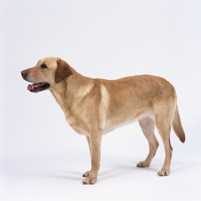 犬ELISA試劑盒