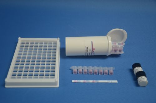 β-內(nèi)酰胺酶試紙條